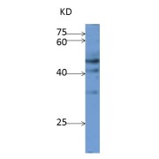 WB analysis of OsTB1 protein expression in rice (CV 9311) flag leaf at flowering stage, using OsTB1 antibody (1/1000 dilution).