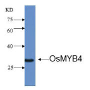 OsMYB4 Antibody