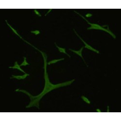 G-Protein Coupled Receptor 132 (GPR132) Antibody