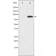 Western blot analysis of PKC theta expression in PMA treated Jurkat whole cell lysates, The lane on the left is treated with the antigen-specific peptide.