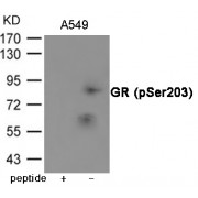 Western blot analysis of extracts from A549 cells using GR (Phospho-Ser203) Antibody.The lane on the left is treated with the antigen-specific peptide.