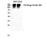 WB analysis of 293T and COLO cells.