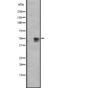 Western blot analysis of GPR12 expression in HEK293 cells. The lane on the left is treated with the antigen-specific peptide.