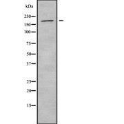 Western blot analysis of BAI3 using 293 whole cell lysates.