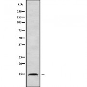 Western blot analysis of BRI3 using Jurkat whole cell lysates.