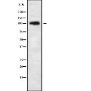 Western blot analysis of CHSY3 using NIH-3T3 whole cell lysates.