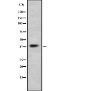 Western blot analysis of GPR41 using K562 whole cell lysates.