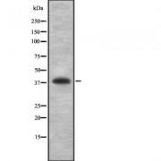 Western blot analysis of HLA-B using K562 whole cell lysates.