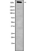 Western blot analysis of LRP1B using NIH-3T3 whole cell lysates.