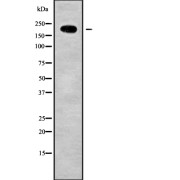 Western blot analysis of LRP4 using NIH-3T3 whole cell lysates.