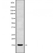 Western blot analysis of MRPL55 using HepG2 whole cell lysates.