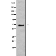 Western blot analysis of NMUR1 using K562 whole cell lysates.