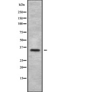 Western blot analysis of OR6B1 using HepG2 whole cell lysates.