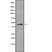 Western blot analysis of P2RX1 using K562 whole cell lysates.