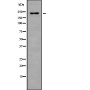 Western blot analysis of PTPRB using HuvEc whole cell lysates.