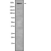 Western blot analysis of RELN using RAW264.7 whole cell lysates.