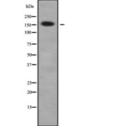 Western blot analysis of RHG23 using HeLa whole cell lysates.