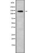 Western blot analysis of QSK using LOVO whole cell lysates.