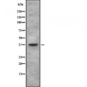 Western blot analysis of TAS2R using 293 whole cell lysates.