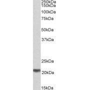 abx430002 (0.3 µg/ml) staining of Human Testis lysate (35 µg protein in RIPA buffer). Primary incubation was 1 hour. Detected by chemiluminescence.