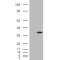 ARA9 Antibody