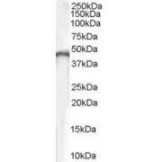 abx430005 (0.1 µg/ml) staining of human brain lysate (35 µg protein in RIPA buffer). Primary incubation was 1 hour. Detected by chemiluminescence.