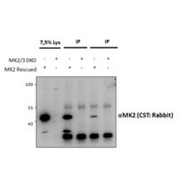 MAP Kinase-Activated Protein Kinase 2 (MAPKAPK2) Antibody