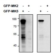 HEK293 lysate (10 µg protein in RIPA buffer) overexpressing Mouse MK5-GFP (first lane) or Mouse MK2-GFP (second lane) probed with abx430009 (0.5 µg/ml) in right panel and with abx430010 (0.5 µg/ml) on left panel, Primary incubations were for 2 hours. Detected by chemiluminescence.