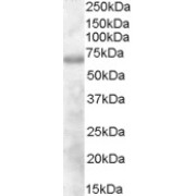 abx430013 (1 µg/ml) staining of Human Thymus lysate (35 µg protein in RIPA buffer). Primary incubation was 1 hour. Detected by chemiluminescence.