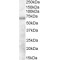 Differentially Expressed In FDCP 6 Homolog (DEF6) Antibody