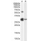 Transcription Factor Like 5 (TCFL5) Antibody