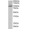 Serine/threonine-Protein Kinase TAO3 (TAOK3) Antibody