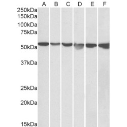 Neuroleukin Antibody