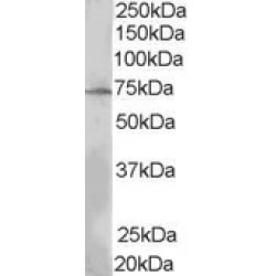 SH2B Adapter Protein 3 (SH2B3) Antibody