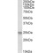 Musculin (ABF1) Antibody