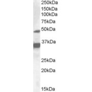 abx430038 (1 µg/ml) staining of HepG2 lysate (35 µg protein in RIPA buffer). Detected by chemiluminescence.