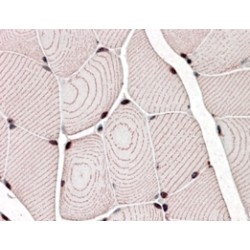Z-Band Alternatively Spliced PDZ-Motif Protein (ZASP) Antibody
