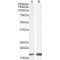 Allograft Inflammatory Factor 1 (AIF1) Antibody