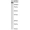 CCAAT/enhancer-Binding Protein Beta (CCAAT) Antibody