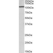 abx430058 (1 µg/ml) staining Rat Testis lysate (35 µg protein in RIPA buffer). Primary incubation was 1 hour. Detected by chemiluminescence.