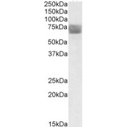 abx430059 (0.3 µg/ml) staining of Human Placenta lysate (35 µg protein in RIPA buffer) with (B) and without (A) blocking with the immunising peptide. Primary incubation was 1 hour. Detected by chemiluminescence.