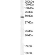 WB analysis of NIH3T3 lysates (RIPA buffer, 30 µg total protein per lane). Primary antibody (abx430060, 0.03 µg/ml) incubated for 1 hour. Detected by chemiluminescence. Observed MW: 48 kDa.