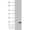 Cysteine And Glycine Rich Protein 2 (CSRP2) Antibody