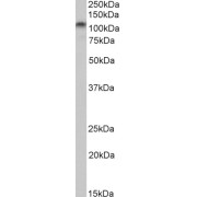 abx430064 (0.3 µg/ml) staining of Rat Brain lysate (35 µg protein in RIPA buffer). Primary incubation was 1 hour. Detected by chemiluminescence.