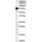 Frizzled Homolog 8 (FZD8) Antibody