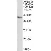 abx430088 (0.3 µg/ml) staining of Mouse Heart lysate (35 µg protein in RIPA buffer). Detected by chemiluminescence.