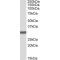 POU Class 5 Homeobox 1 / OCT4 (POU5F1) Antibody