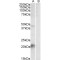 Kallikrein 6 (Klk6) Antibody