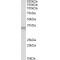 Peroxisomal Membrane Protein 3 (PXMP3) Antibody