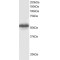 G Protein Pathway Suppressor 1 (GPS1) Antibody